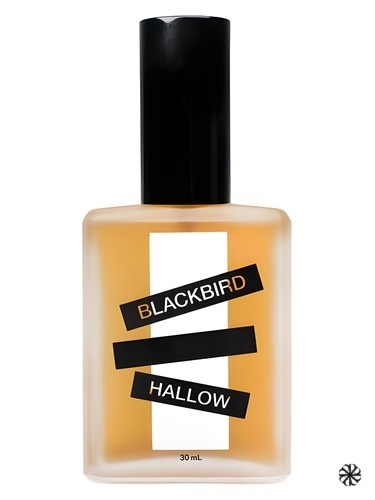 Hallow Blackbird