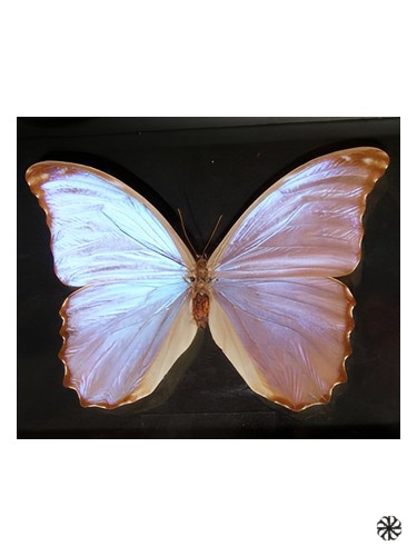Butterfly Bud Parfums