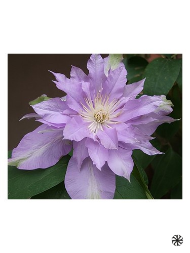 Fleur De Lilac Bud Parfums