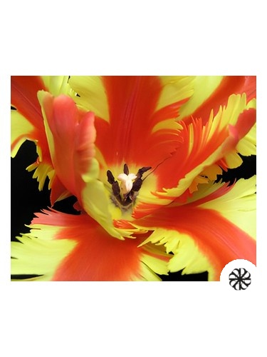 Jezebel Bud Parfums