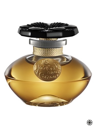 Narcisse Noir Caron