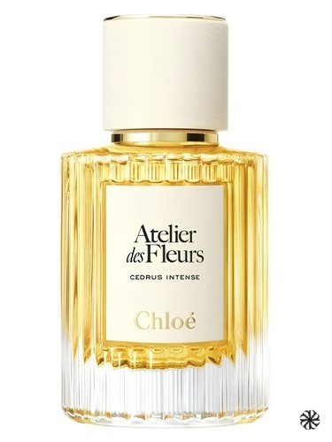 Cedrus Intense Chloé