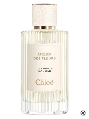 Jasminum Sambac Chloé