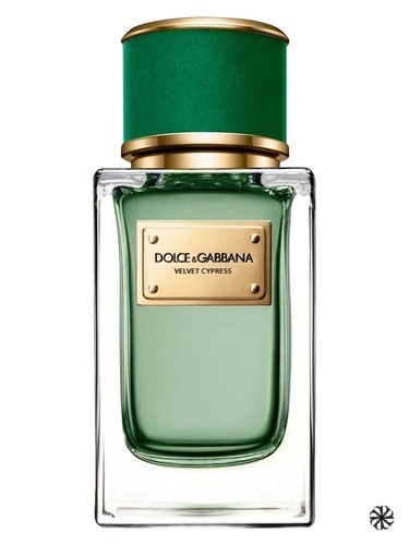 Velvet Cypress Dolce&Gabbana