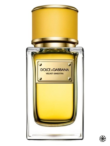Velvet Ginestra Dolce&Gabbana