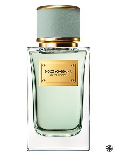 Velvet Infusion Dolce&Gabbana