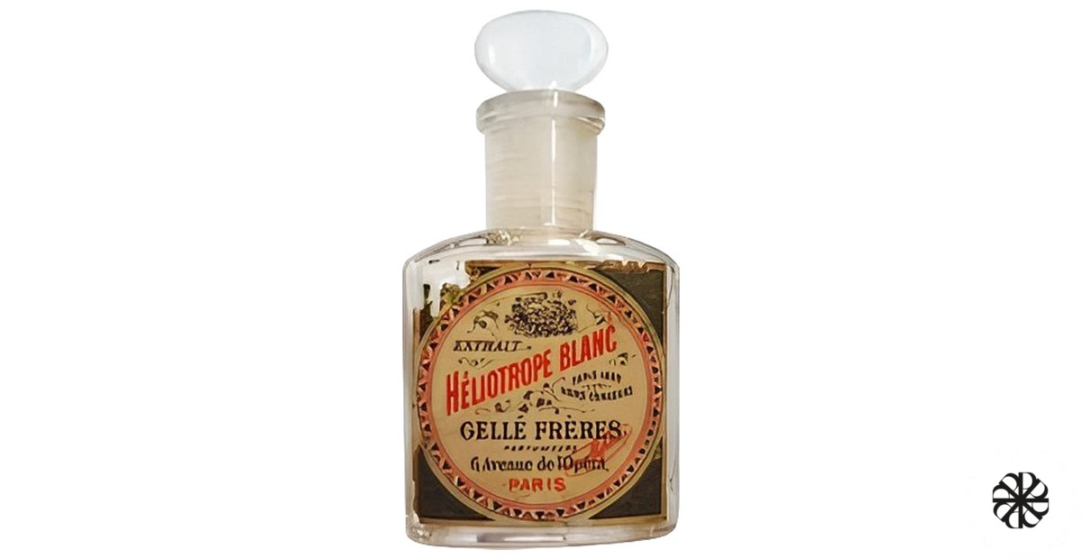 Héliotrope Blanc Gelle Freres