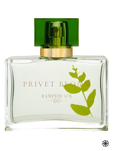 Privet Bloom Hampton Sun