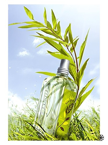 Verbena Sun L'Occitane en Provence