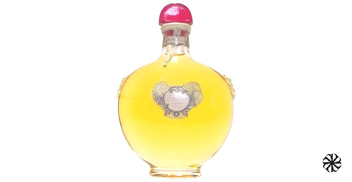Chrysanthème Lubin