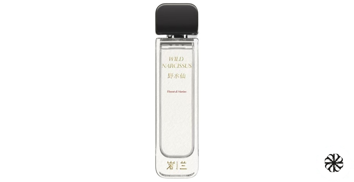 Wild Narcissus 野水仙 Aromag 岩兰