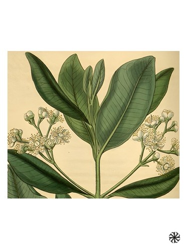 Bay Rum Olympic Orchids Artisan Perfumes