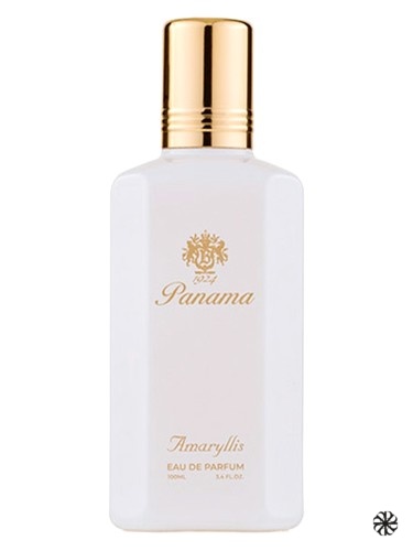 Amaryllis Bianco Panama 1924