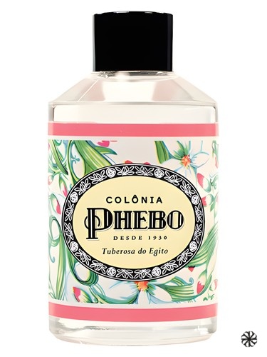 Tuberosa do Egito Phebo