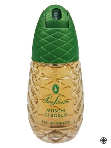 Pino Silvestre Muschi Di Bosco Pino Silvestre