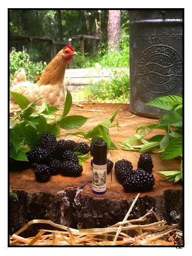 Blackburn Farmstead Solstice Scents