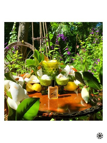 Solstice Magnolia Solstice Scents