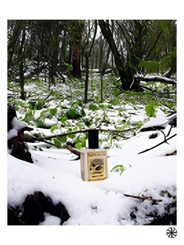Snowmint Mallow Solstice Scents