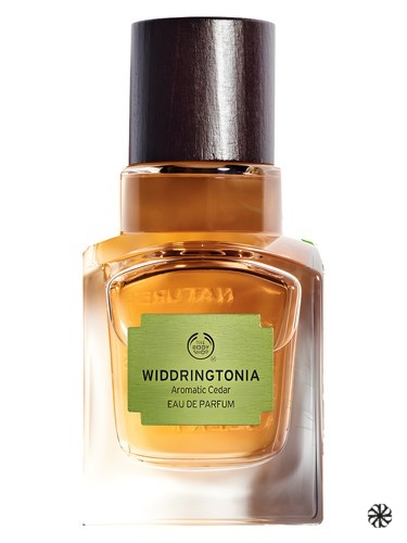 Widdringtonia The Body Shop