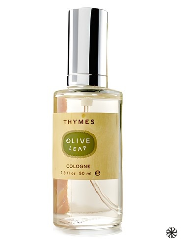 Olive Leaf Thymes
