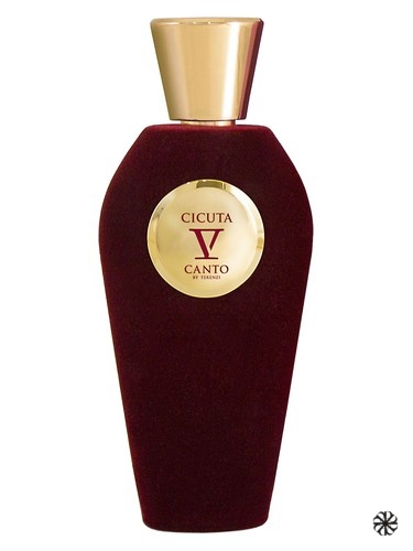 Cicuta V Canto