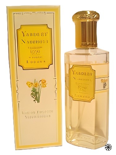 Narcissus Yardley