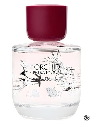Orchid Extra-Bloom Zara