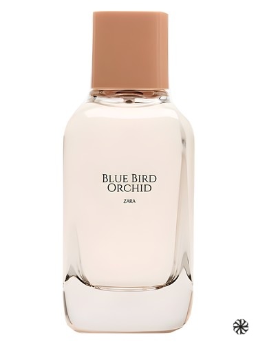 Blue Bird Orchid Zara