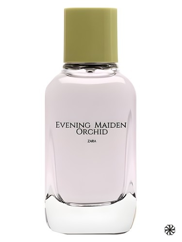 Evening Maiden Orchid Zara