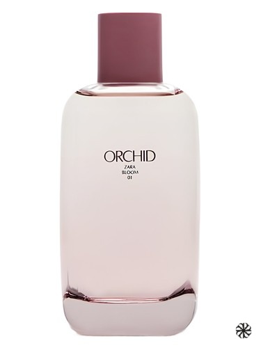 Orchid Bloom 01 Zara