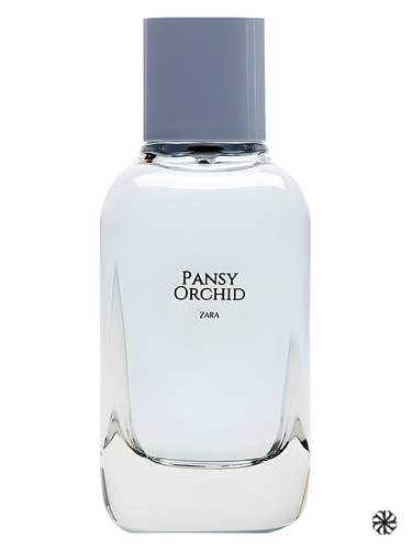 Pansy Orchid Zara